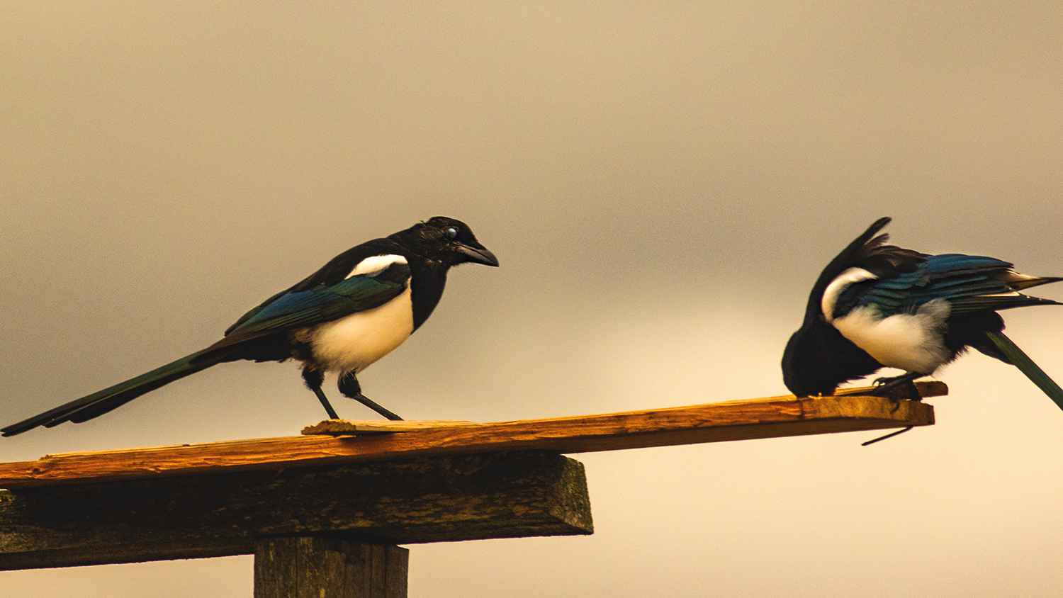 Eurasian Magpie
